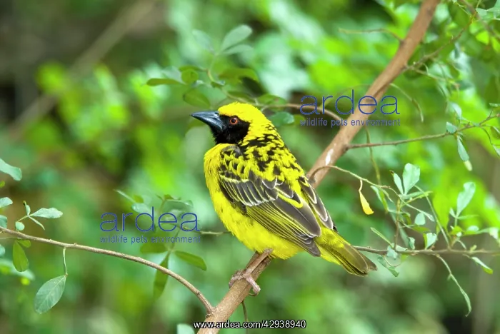 : Village / Spotted-backed Weaver - male on perch : Village / Spotted-backed Weaver - male on perch