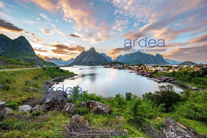 : Village view of the fishing village Reine, Traditional : Village view of the fishing village Reine, Traditional