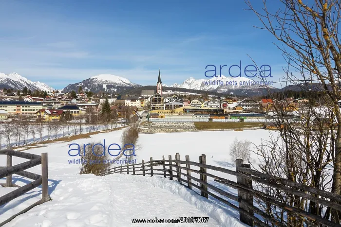 : Village view with pilgrimage church in winter, Mariapfarr : Village view with pilgrimage church in winter, Mariapfarr