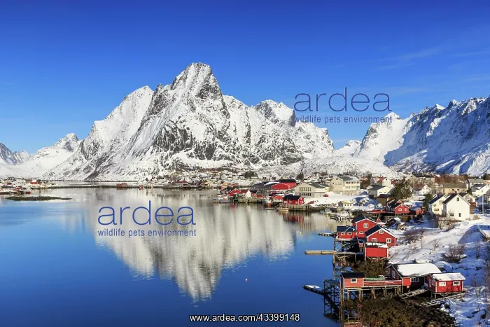  : Village view Reine, winter, in the back snow-covered