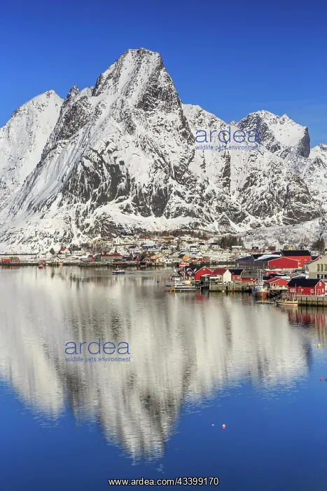  : Village view Reine, winter, in the back snow-covered