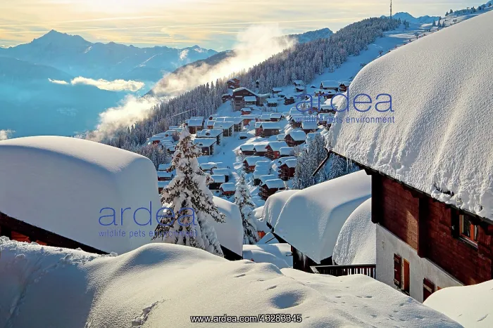 : Village view with snow-covered houses, in the back : Village view with snow-covered houses, in the back