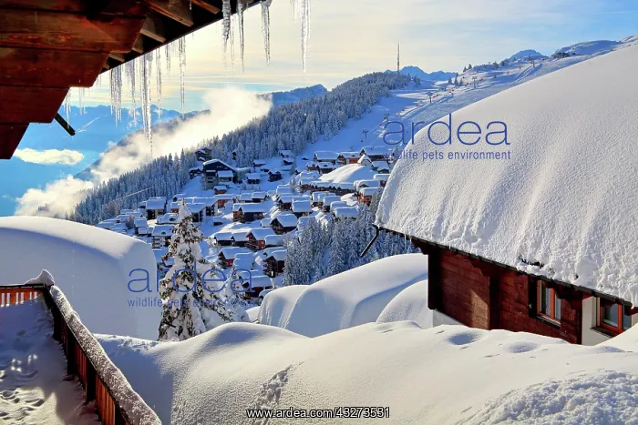 : Village view with snow-covered houses, Bettmeralp : Village view with snow-covered houses, Bettmeralp