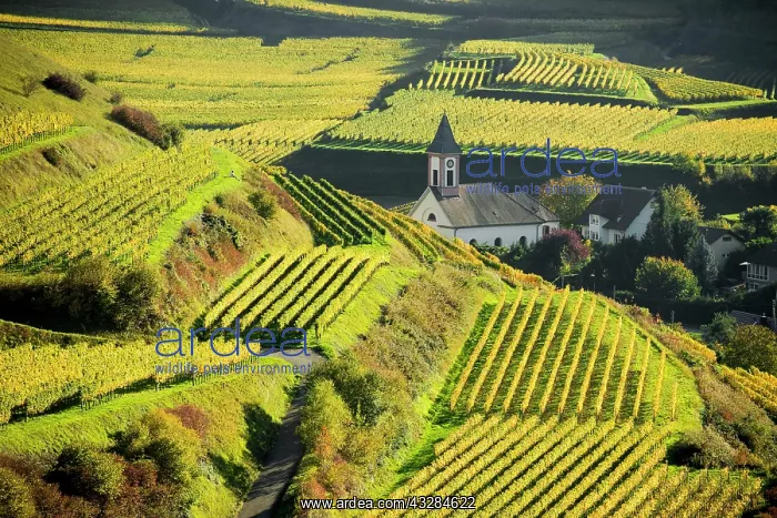: Village in the vineyards in autumn, Altvogtsburg : Village in the vineyards in autumn, Altvogtsburg