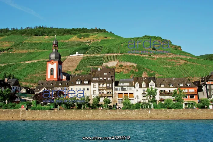 : The village and vineyards of Zell Germany : The village and vineyards of Zell Germany