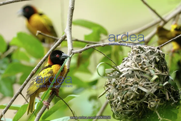 : Village Weaver : Village Weaver