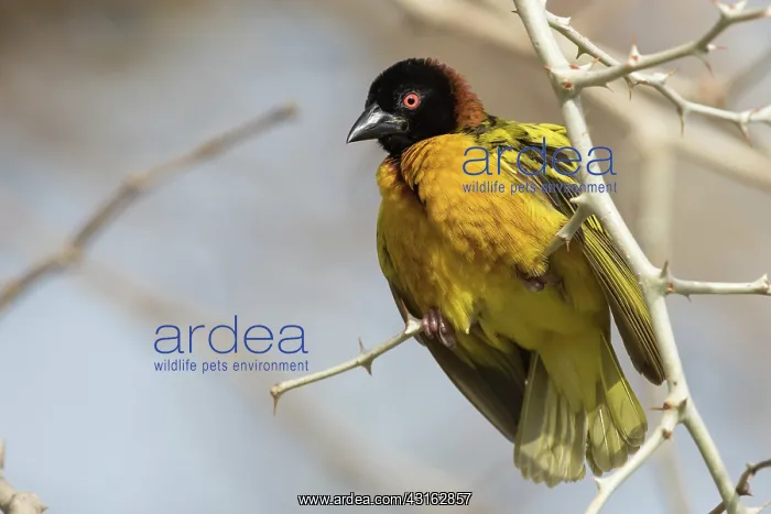 : Village Weaver : Village Weaver