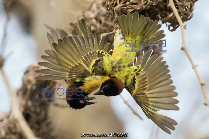 : Village Weaver : Village Weaver