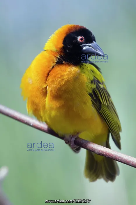 : Village Weaver bird : Village Weaver bird