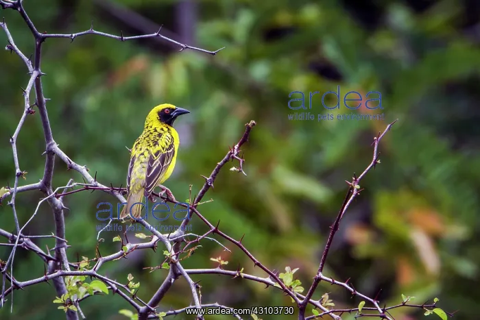 : Village weaver in Kruger National park, South Africa : Village weaver in Kruger National park, South Africa