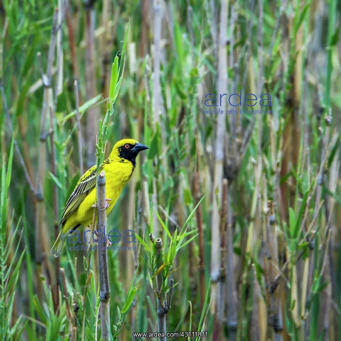 : Village weaver in Kruger National park, South Africa : Village weaver in Kruger National park, South Africa