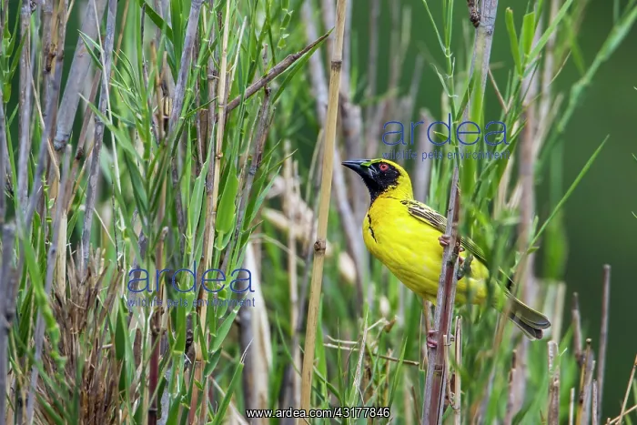 : Village weaver in Kruger National park, South Africa : Village weaver in Kruger National park, South Africa