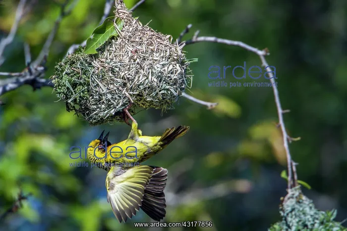 : Village weaver in Kruger National park, South Africa : Village weaver in Kruger National park, South Africa