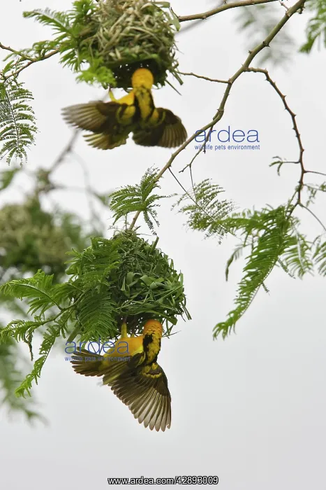 : Village Weaver - male : Village Weaver - male