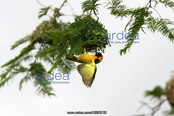 : Village Weaver - male : Village Weaver - male