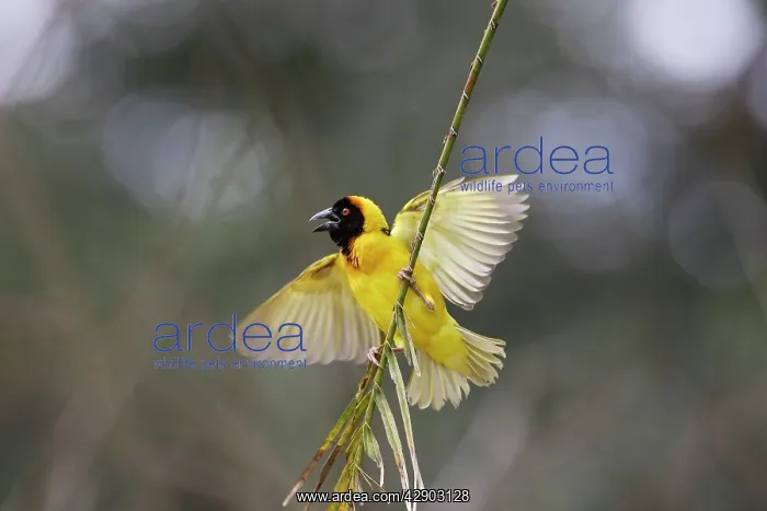 : Village Weaver - male : Village Weaver - male