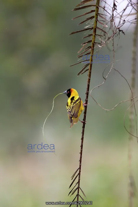 : Village Weaver - male, building nest : Village Weaver - male, building nest