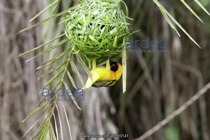 : Village Weaver - male. on nest : Village Weaver - male. on nest