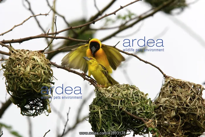 : Village Weaver - pair : Village Weaver - pair