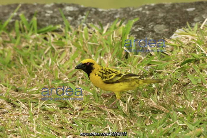 : Village Weaver (Ploceus cucullatus) : Village Weaver (Ploceus cucullatus)