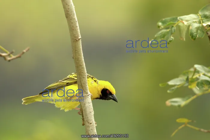 : Village Weaver (Ploceus cucullatus) : Village Weaver (Ploceus cucullatus)