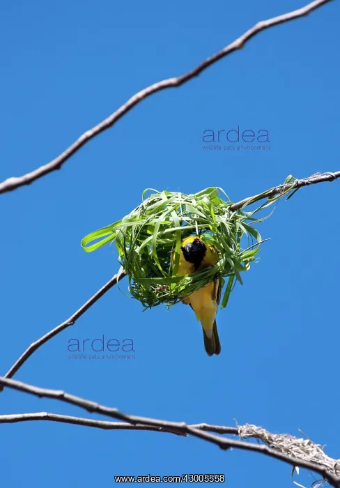  : Village Weaver Spotted-backed Weaver Black-headed Weaver