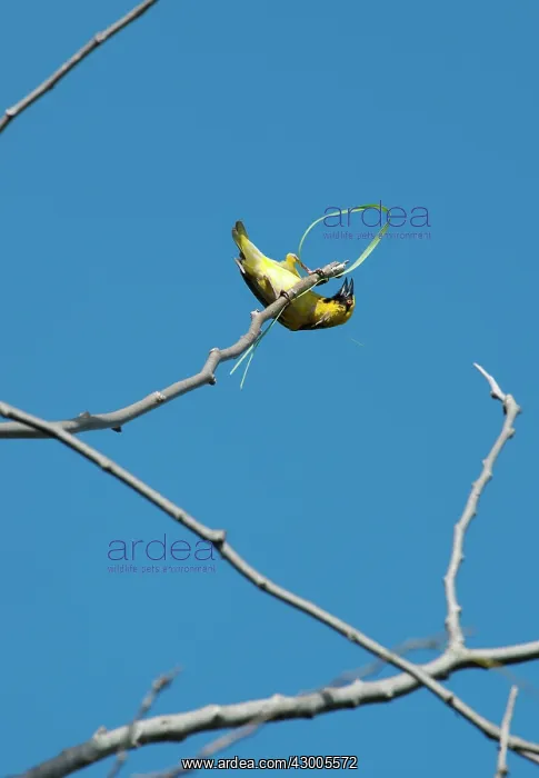 : Village Weaver Spotted-backed Weaver Black-headed Weaver : Village Weaver Spotted-backed Weaver Black-headed Weaver