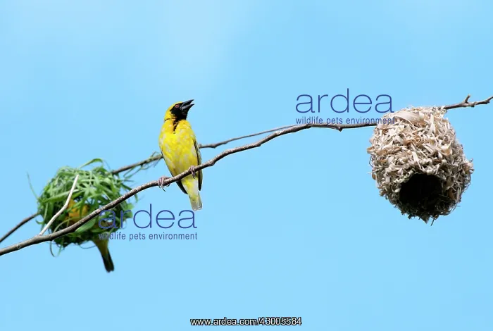 : Village Weaver Spotted-backed Weaver Black-headed Weaver : Village Weaver Spotted-backed Weaver Black-headed Weaver