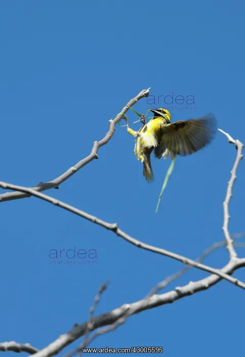 : Village Weaver Spotted-backed Weaver Black-headed Weaver : Village Weaver Spotted-backed Weaver Black-headed Weaver