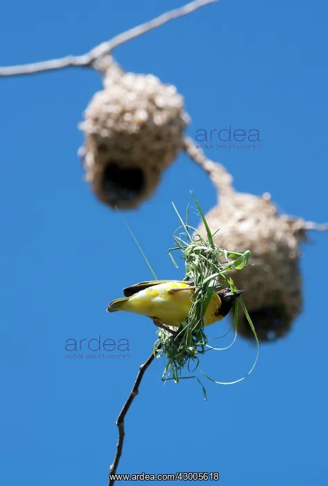 : Village Weaver Spotted-backed Weaver Black-headed Weaver : Village Weaver Spotted-backed Weaver Black-headed Weaver