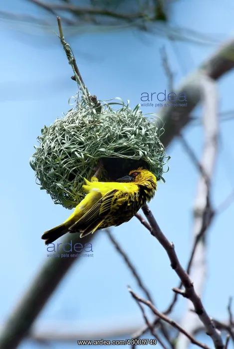 : Village Weaver Spotted-backed Weaver Black-headed Weaver : Village Weaver Spotted-backed Weaver Black-headed Weaver