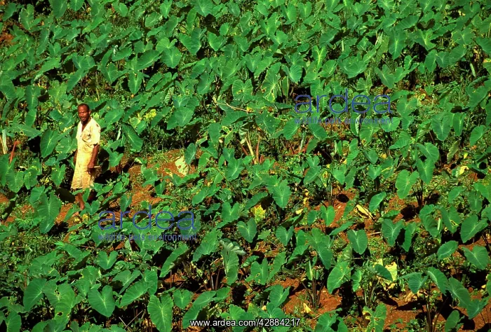 : Villager in his taro patch : Villager in his taro patch