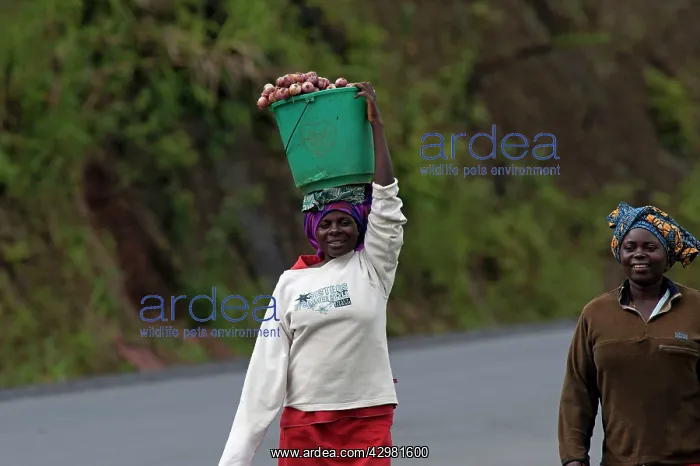 : Villager walking with bucket on head : Villager walking with bucket on head