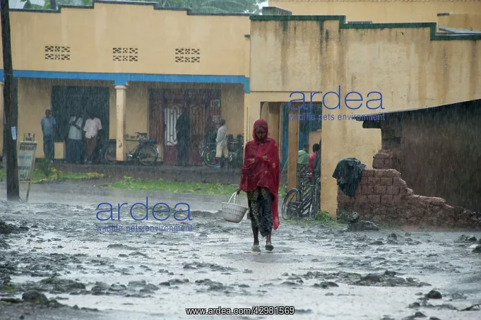 : Villager walking in rain : Villager walking in rain