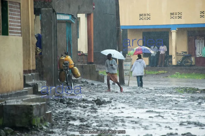 : Villagers walking in rain : Villagers walking in rain