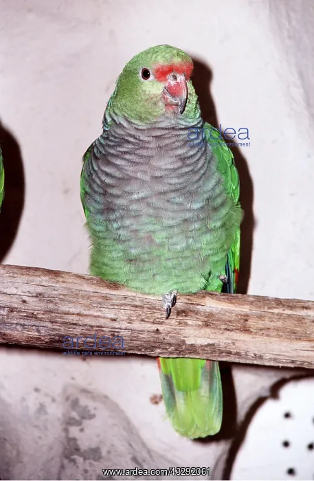 : Vinaceous Amazon Parrot : Vinaceous Amazon Parrot