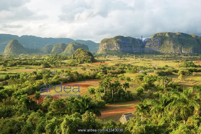 : The Vinales Valley, officially a national park : The Vinales Valley, officially a national park