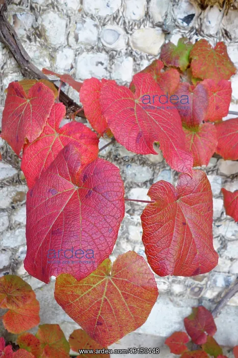 : Vine, Crimson Glory Vine, Vitis coigetiae, Red coloured leav : Vine, Crimson Glory Vine, Vitis coigetiae, Red coloured leav