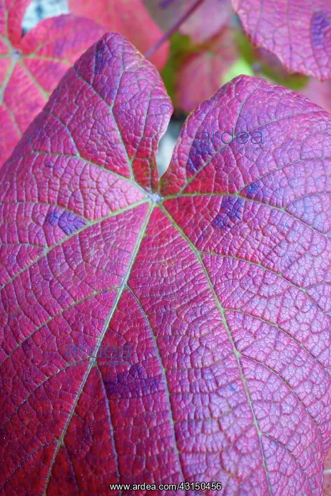 : Vine, Crimson Glory Vine, Vitis coigetiae, Close up deatil o : Vine, Crimson Glory Vine, Vitis coigetiae, Close up deatil o