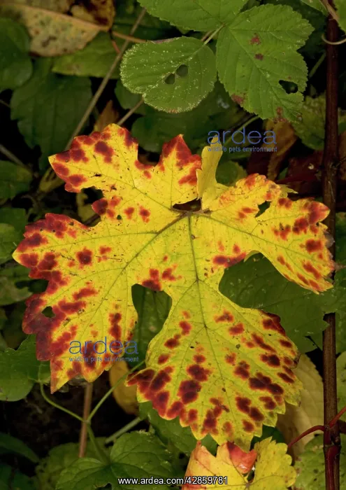 : Vine leaf, with beautiful autumn colour - Showing : Vine leaf, with beautiful autumn colour - Showing