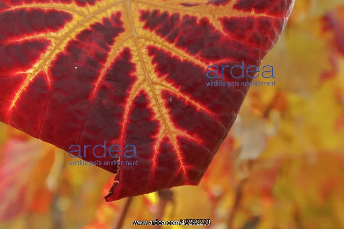 : Vine leaf - colourful vine leaf in autumn - Wuerttemberg Vin : Vine leaf - colourful vine leaf in autumn - Wuerttemberg Vin