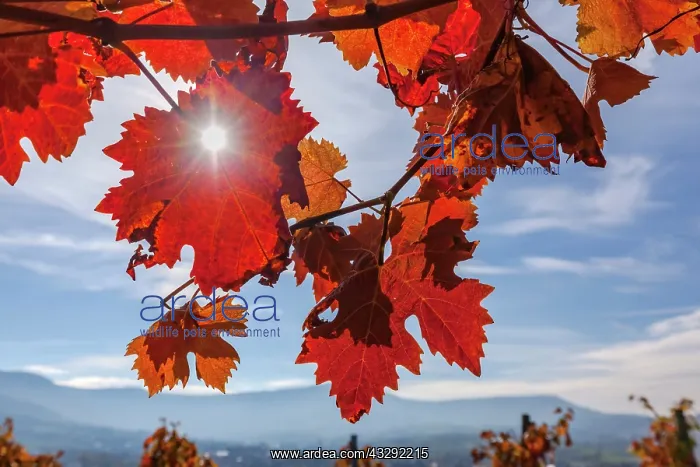 : Vine leaf - colourful vine leaves in autumn - Wuerttemberg V : Vine leaf - colourful vine leaves in autumn - Wuerttemberg V