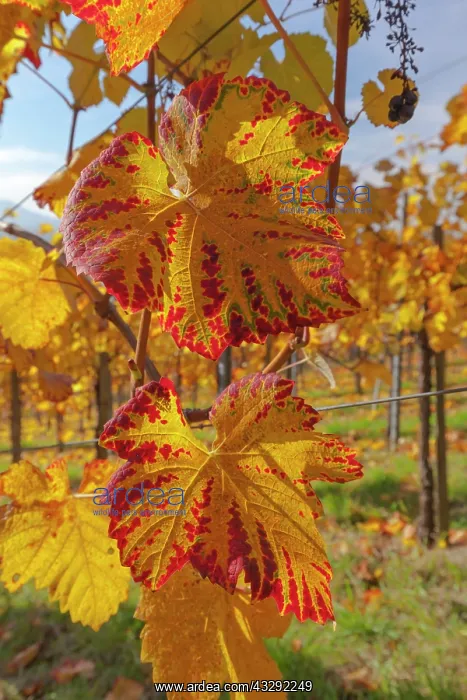 : Vine leaf - colourful vine leaves in autumn - Wuerttemberg V : Vine leaf - colourful vine leaves in autumn - Wuerttemberg V