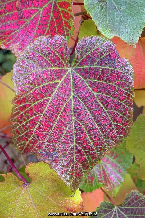 : Vine leaves in autumn colour : Vine leaves in autumn colour