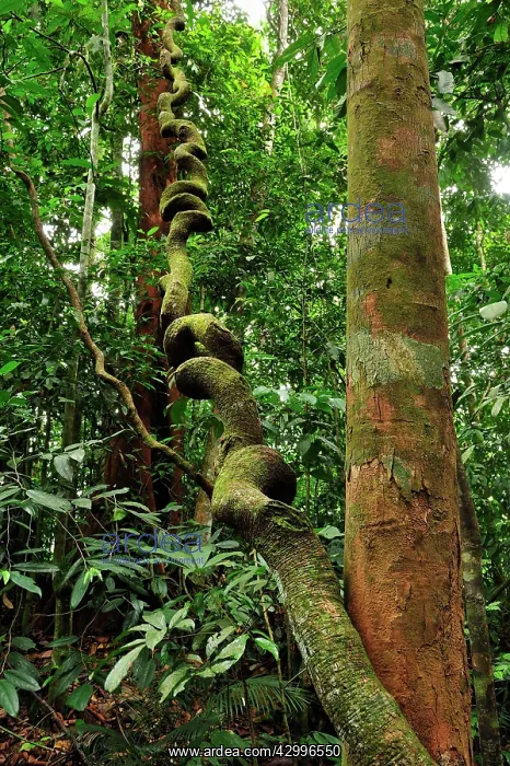 : vine / liana climbs up to the canopy : vine / liana climbs up to the canopy