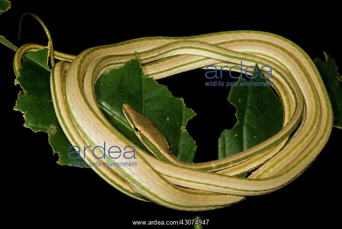 : Vine Snake : Vine Snake