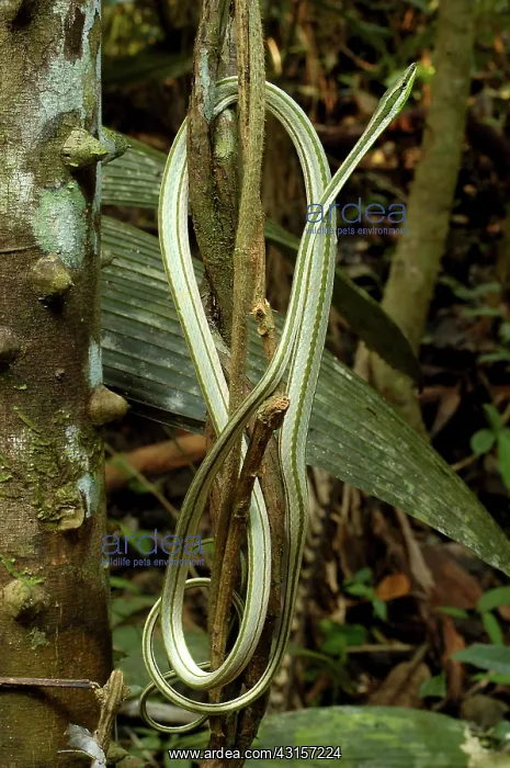 : Vine snake : Vine snake