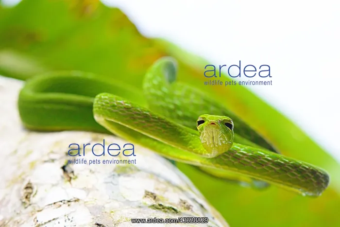  : Vine snake (Ahaetulla prasina) from Tomohon North