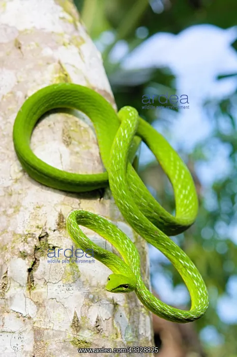 : Vine snake (Ahaetulla prasina) on a trunk, Tomohon : Vine snake (Ahaetulla prasina) on a trunk, Tomohon