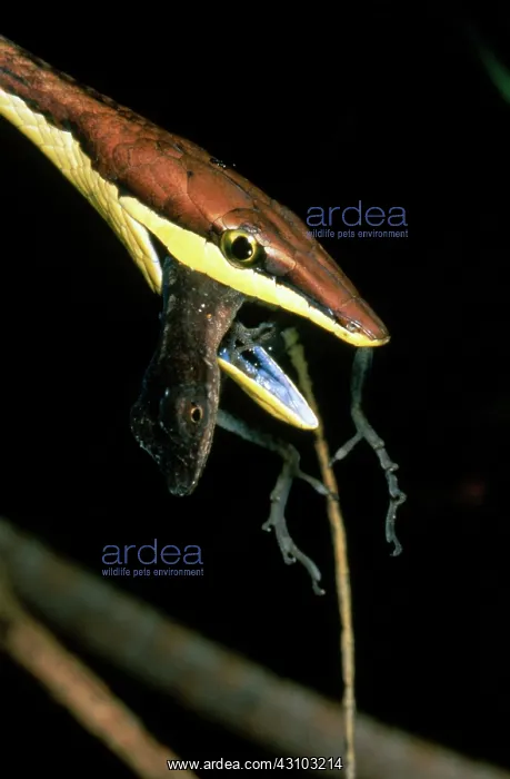 : Vine Snake Eating Anole : Vine Snake Eating Anole